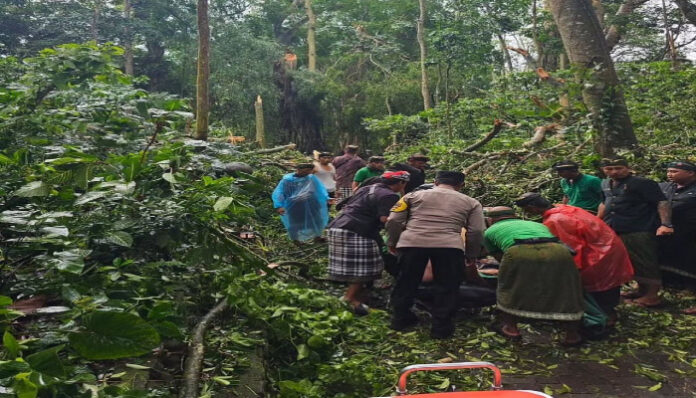 pohon tumbang di bali