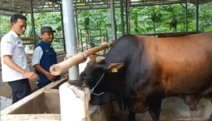 Cegah PMK, DKPP Kabupaten Serang Siapkan Tim Khusus Awasi Hewan Kurban (Foto: Dok. Banten TV)