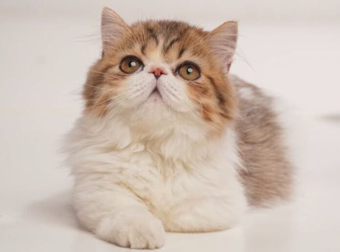 kucing dan Anjing Bakal Punya BPJS. (Foto: Banten TV)