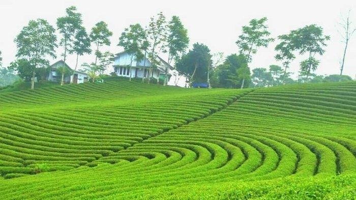 Kebun Teh Cikuya, Lebak