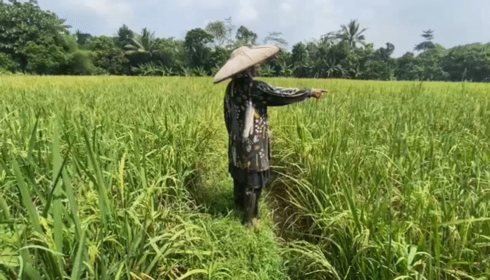 Belasan petak sawah di Lebak diserang hama tikus