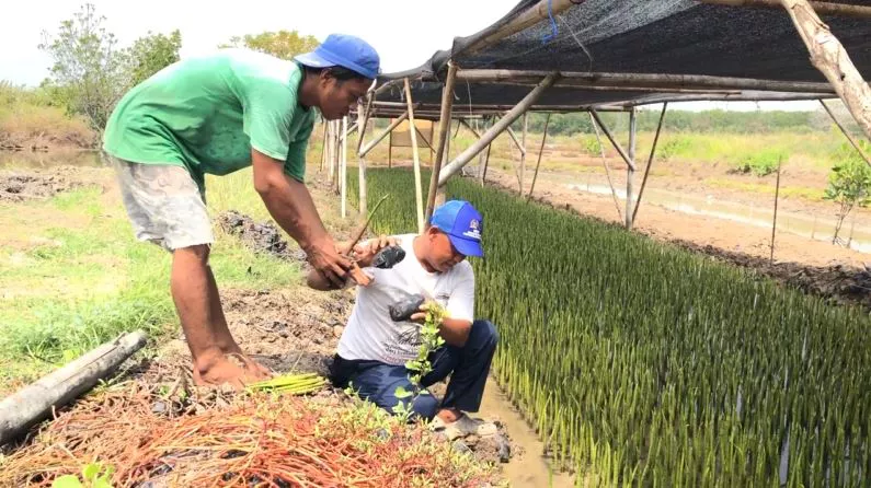 Dua petani mangrove di Desa Sawah Luhur, Kecamatan Kasemen, Kota Serang, tengah memindahkan bibit mangrove ke dalam polibag. (Foto: Bantentv.com)