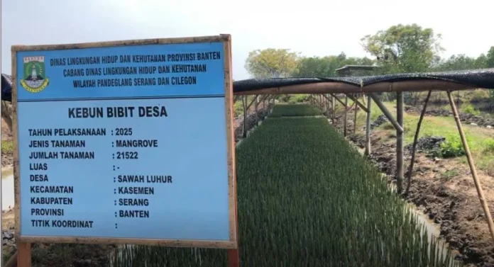 Kebun Bibit Desa di Sawah Luhur, Kecamatan Kasemen, Kota Serang, Provinsi Banten, tengah membudidayakan 21.522 bibit mangrove.