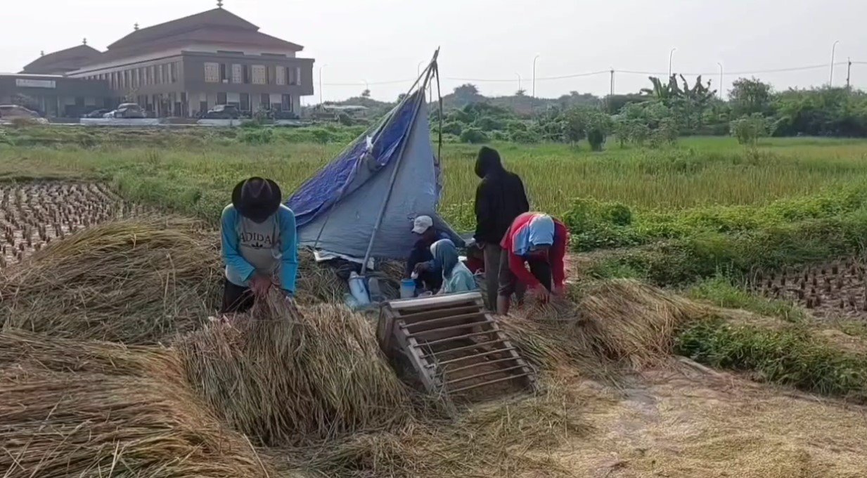 Sejumlah petani Kabupaten Serang sedang memanen padi (Bantentv.com/ Nano)
