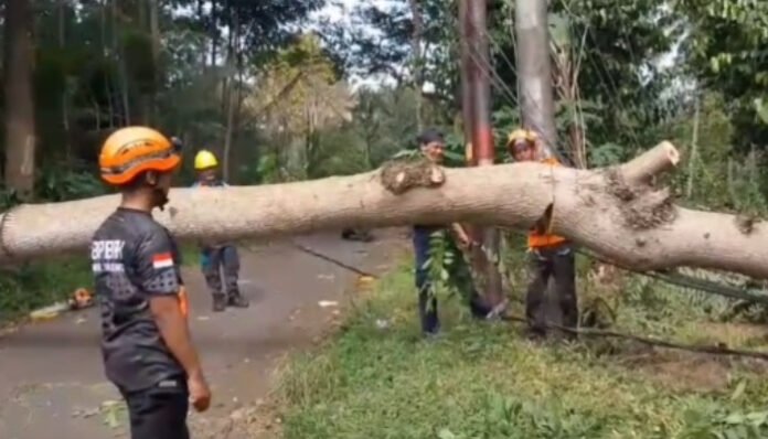 Pohon Besar Tumbang Tutup Akses Jalan dan Timpa Kabel PLN
