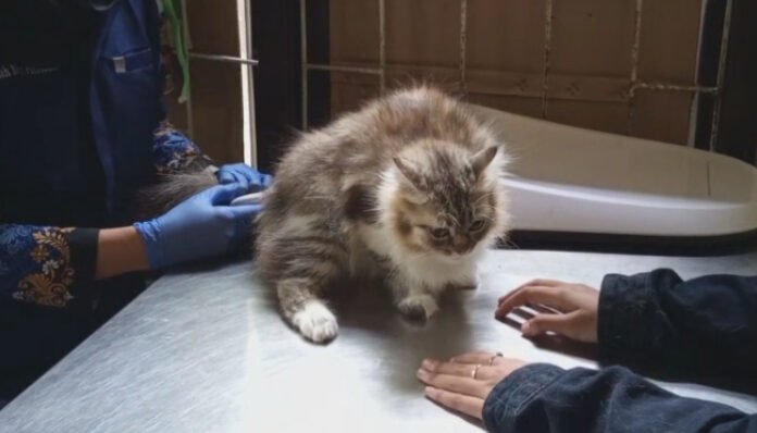 Seekor kucing tengah diperiksa dalam rangka program vaksinasi rabies gratis. Kegiatan ini menjadi bagian dari peringatan Hari Rabies Sedunia 2025.
