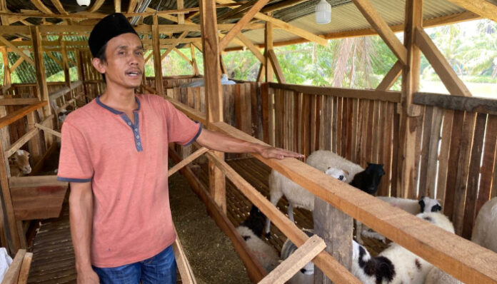BUMDes Pontang Pilih Pelihara Domba Sebagai Wujud Ketahanan Pangan