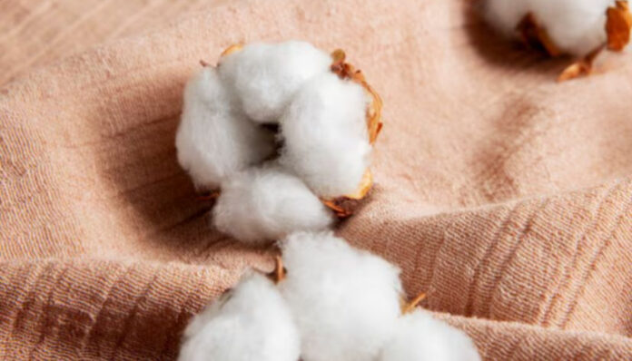 Kapas jadi bagian penting perekonomian dunia.