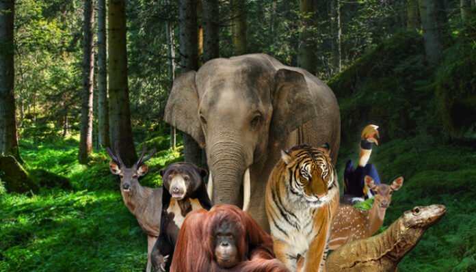 Ilustrasi Ragunan (Foto/Taman Magasatwa Ragunan)