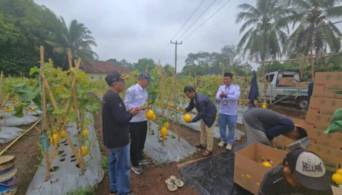 Desa Sukabares kembangkan budidaya ayam pedaging dan melon untuk perkuat ketahanan pangan.
