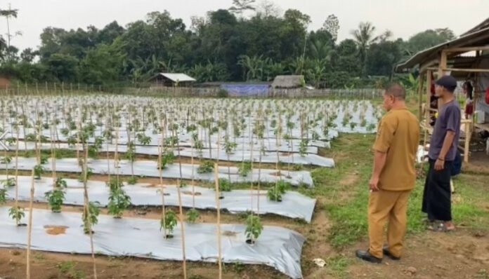 Pemdes Sangiang Budidaya Cabe dan Jamur Merang