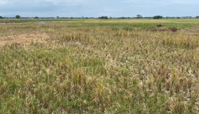 40 hektar lahan persawahan di Desa Kebuyutan, Kecamatan Tirtayasa, Kabupaten Serang mengalami kekeringan.