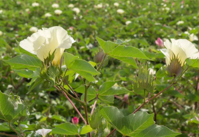 Kapas jadi bagian penting perekonomian dunia. 