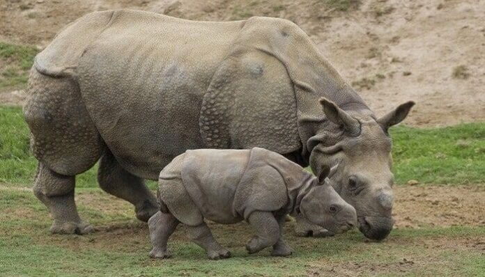 Badak Bercula Satu di Taman Nasional Ujung Kulon (Pinterest)