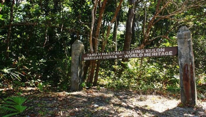 Taman Nasional Ujung Kulon, habitat asli Badak Bercula Satu (Pinterest)