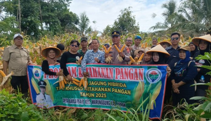 Kepala Desa Banjarsari dan Forkopincam Warunggunung saat panen jagung hibrida, Kamis, 6 November 2025.