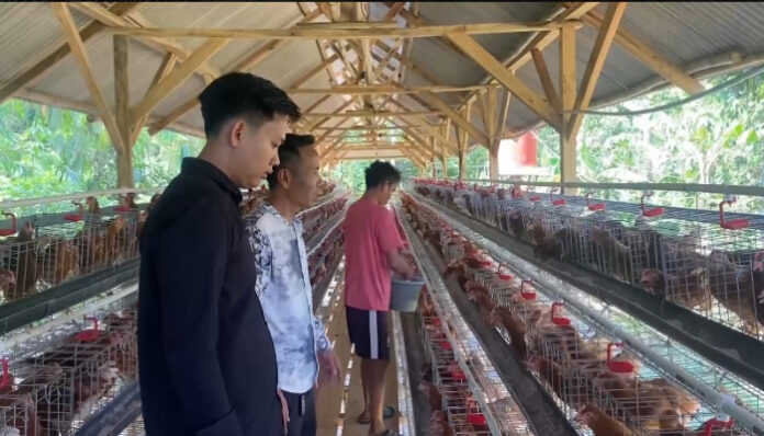 Desa Kadugenep Budidayakan Ayam Petelur