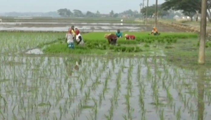 Lahan pertanian oplah non rawa