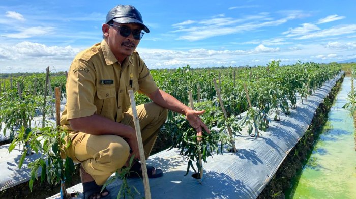 Aparatur Desa Pegandikan menunjukan tanaman cabai yang terhampar di wilayahnya. (Foto Bantentv.com)