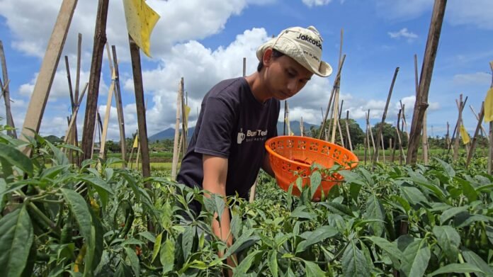 Petani milenial asal pandeglang, Muhamad Teguh Arrosid ,saat memanen cabai merah di lahan miliknya (Bantentv.com/ Rangga)