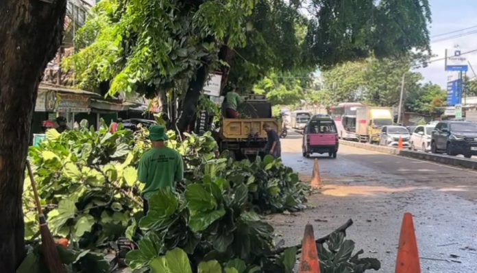 Dinas Lingkungan Hidup (DLH) Kota Serang melakukan pemangkasan sejumlah pohon besar