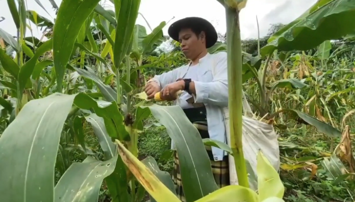 Permintaan jagung manis di Lebak meningkat menjelang Tahun Baru 2026 (Bantentv.com/ Nano)