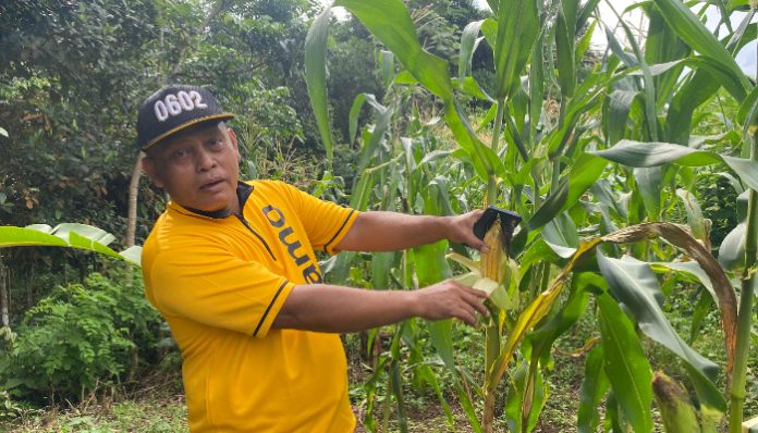 Kades Padasuka sedang meninjau kebun jagung