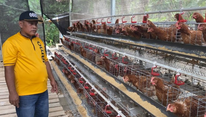 Kades Padasuka sedang meninjau ayam petelur