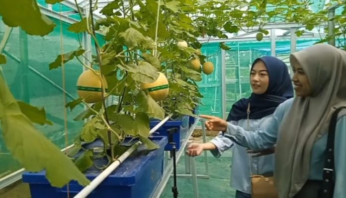 BUMDes Sumurbandung gabungkan pertanian modern kebun melon dan wisata agro. (Foto: Bantentv.com)