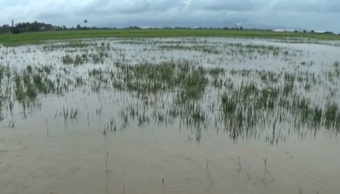 Lahan Sawah di Kabupaten Serang Terdampak Banjir