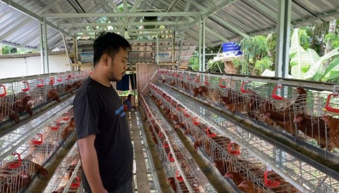 Pengurus Bumdes Sedang Melihat Kondisi Ayam Petelur
