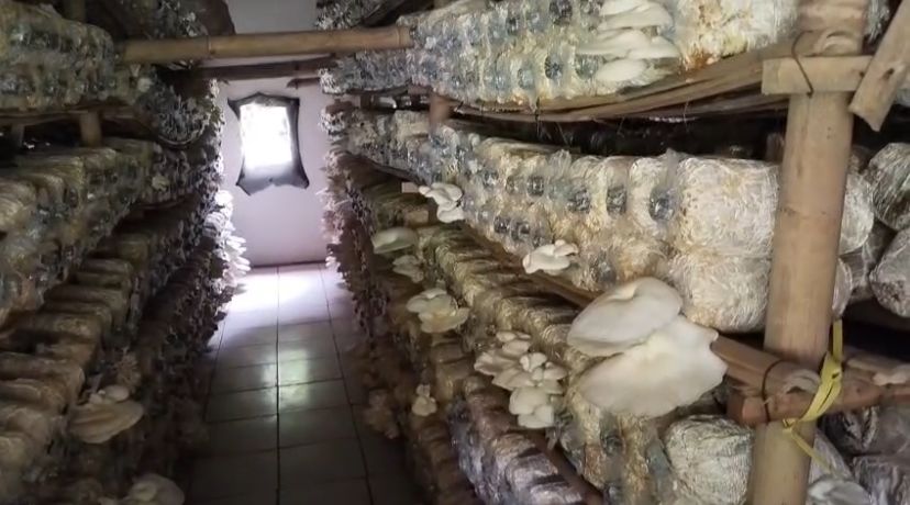 Budidaya jamur tiram di BUMDes Mekar Abadi (Bantentv.com/ Riki)
