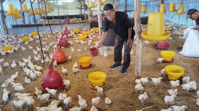 Perternakan ayam pedaging di BUMDes Mekar Abadi  (Bantentv.com/ Riki)