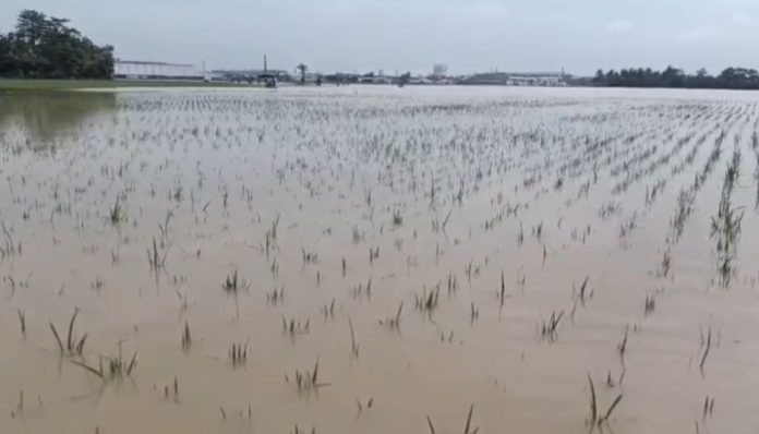 Banjir Rendam 1.091 Hektare Sawah di Kabupaten Serang