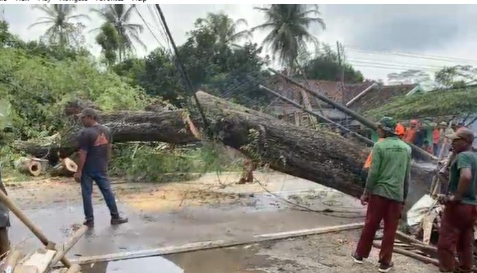Dua Pohon Asem Raksasa Hantam Rumah Warga