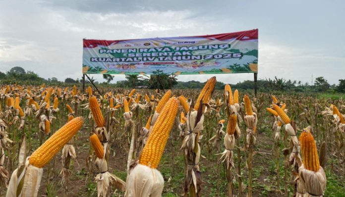 Polda Banten menggelar panen raya jagung serentak Kuartal IV Tahun 2025
