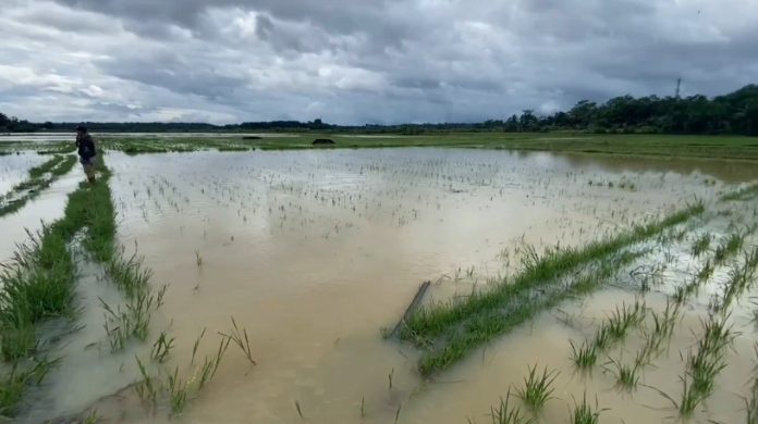 51 hektare sawah puso akibat banjir pada musim tanam 2025–2026 (Bantentv.com/ Hendra)