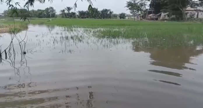 Petani Desa Pringwulung terancam gagal panen (Bantentv.com/ Riki)