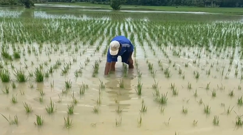 51 hektare sawah puso akibat banjir pada musim tanam 2025–2026 (Bantentv.com/ Hendra)