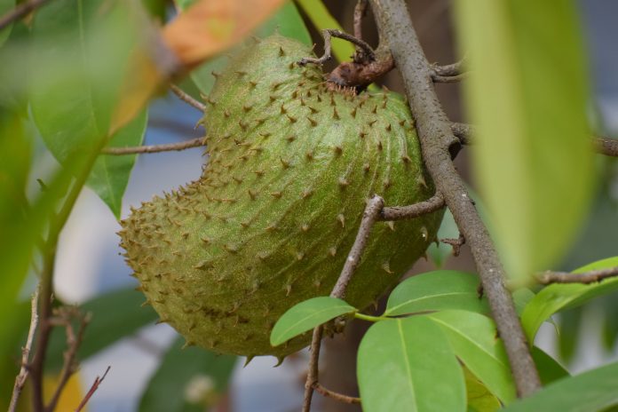 Manfaat buah sirsak untuk kesehatan yang harus diketahui (Foto: Wikipedia)