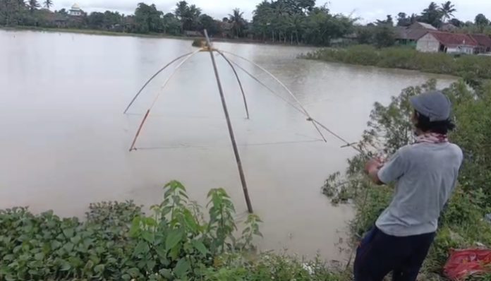 Warga Pringwulung Serang Panen Ikan di Sawah