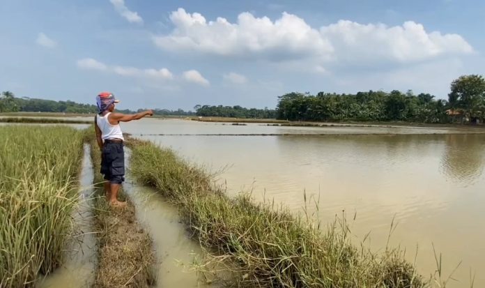 Puluhan hektare sawah warga Cisangu terendam banjir berulang (Bantentv.com/ Nano)