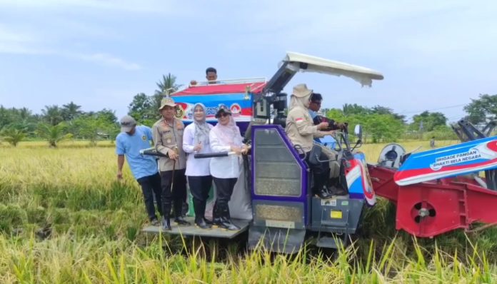 753 Hektar Padi Organik Dipanen di Pandeglang