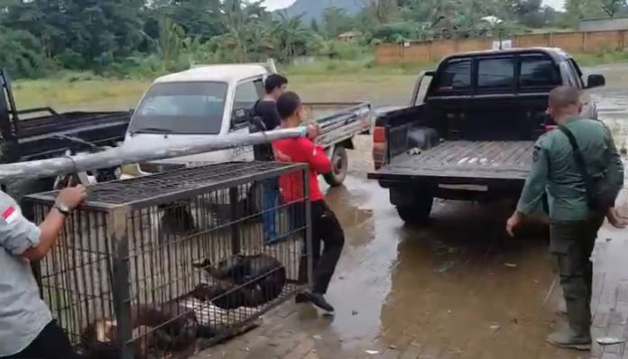 Dua Beruang Madu dievakuasi petugas BKSDA dari tempat wisata terbengkalai di Kecamatan Waringin Kurung, Kabupaten Serang, Selasa (24/2).