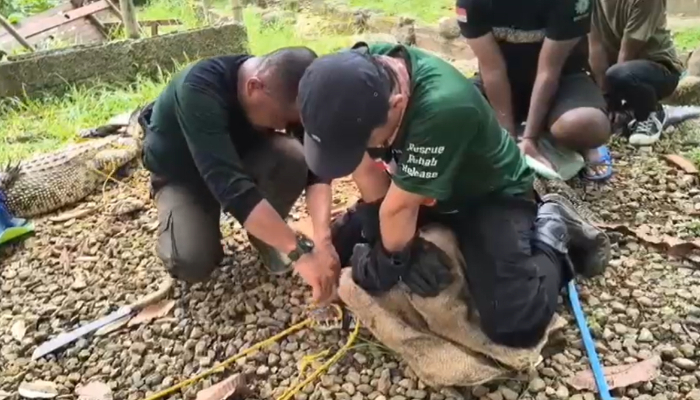 Wisata Tutup, BKSDA Evakuasi Buaya dan Kasuari di Kabupaten Serang