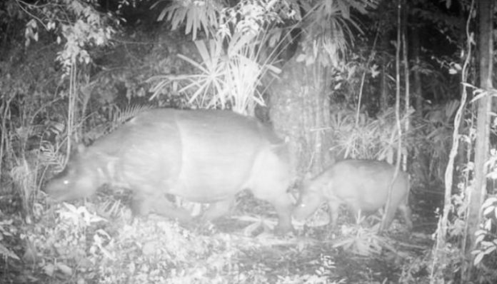 Induk Badak Jawa bersama anaknya terekam camera trap di Taman Nasional (TN) Ujung Kulon (Foto : dok. BTN Ujung Kulon)