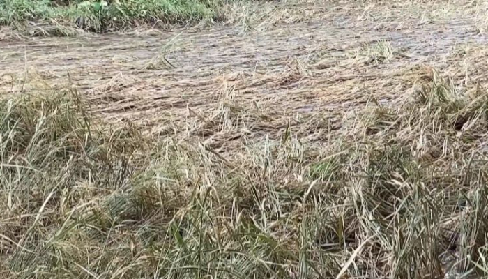 Lahan sawah yang terendam banjir