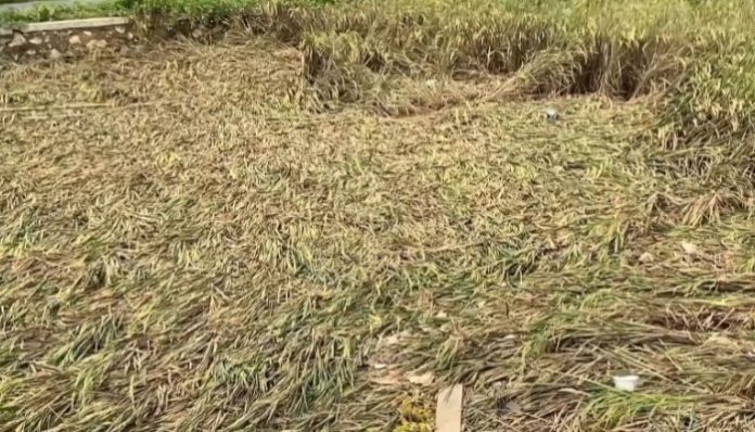 Lahan sawah yang terendam banjir