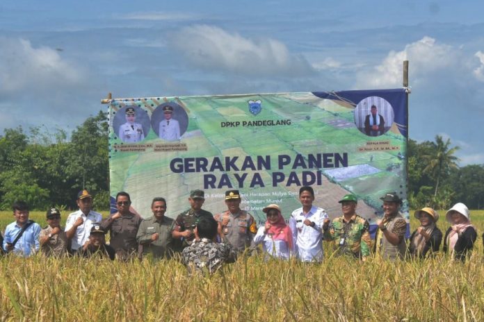 Kabupaten Pandeglang Gelar Panen Raya Padi Organik (Foto: Dok. Bantentv.com)