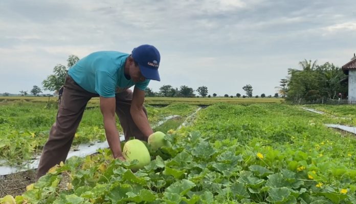 Ramadan Bawa Berkah Bagi Petani Timur Suri di Tanara